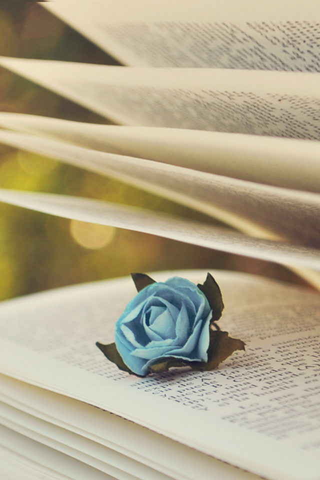  боке, страницы, текст, голубая, книга, роза