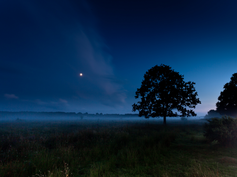 дерево, туман, ночь, луна, лето, поле