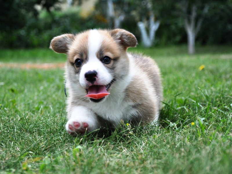 собака, пемброк, вельш корги, welsh corgi, язык, щенок, pembroke