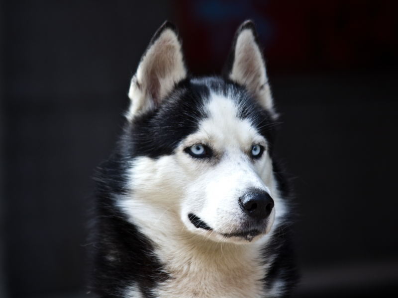 blue eyes, husky, danger, black, dog, white, cute