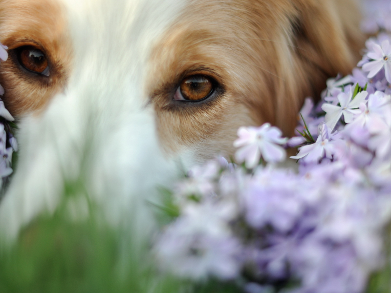 друг, цветы, собака