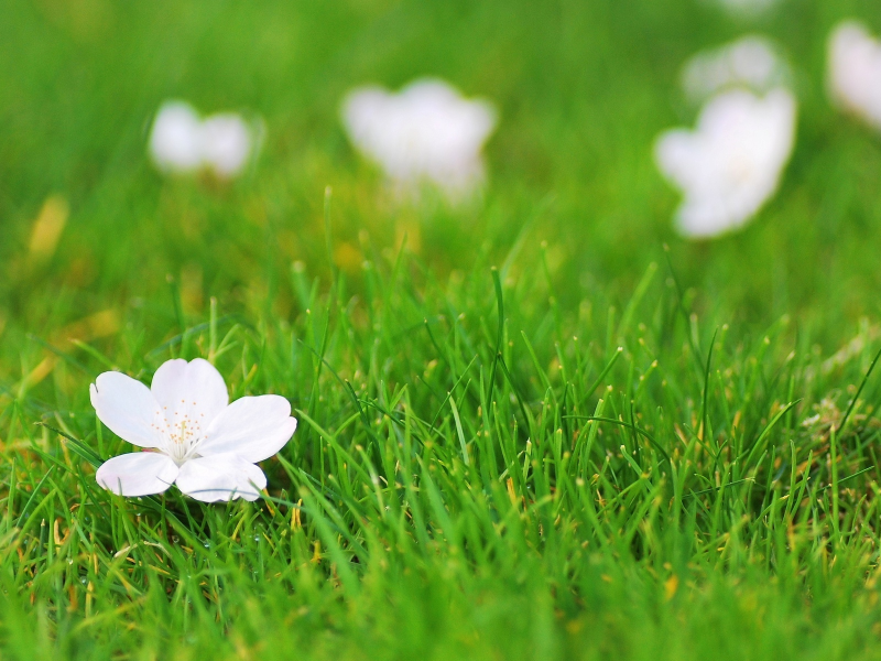 зелень, цветок, цветочек, flower, белый, фон, цветы, трава