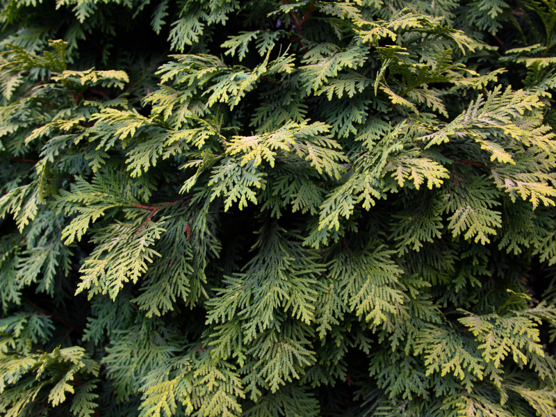 pine, plant, green, leaves, tree