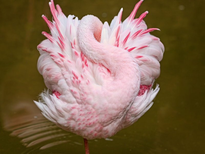 вода, розовый, сон, птица, фламинго