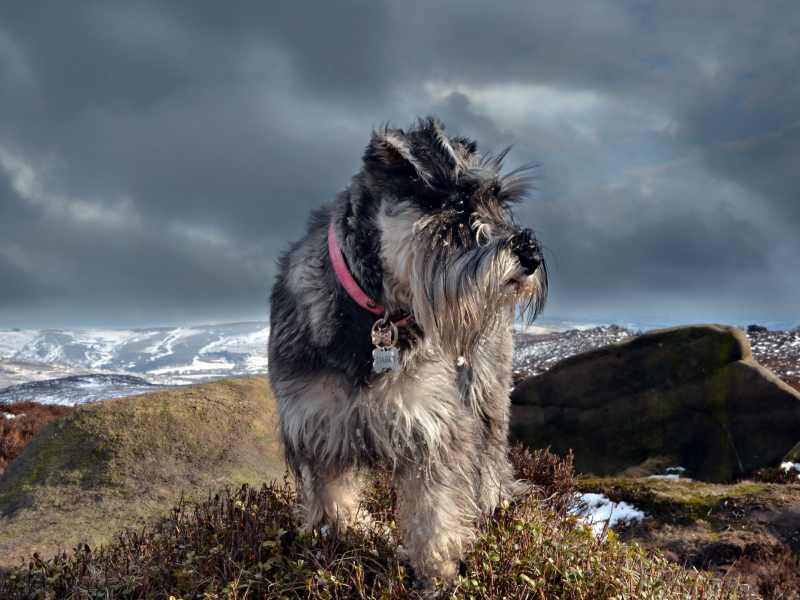 schnauzer, природа, собака