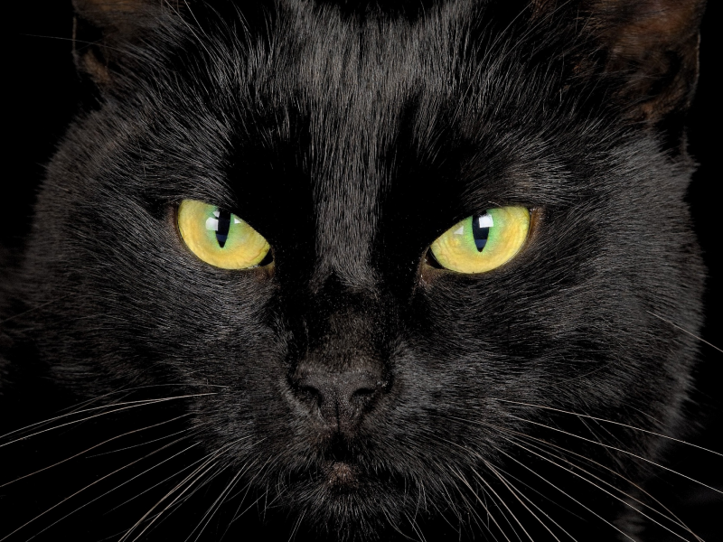 глаза, черный кот, взгляд