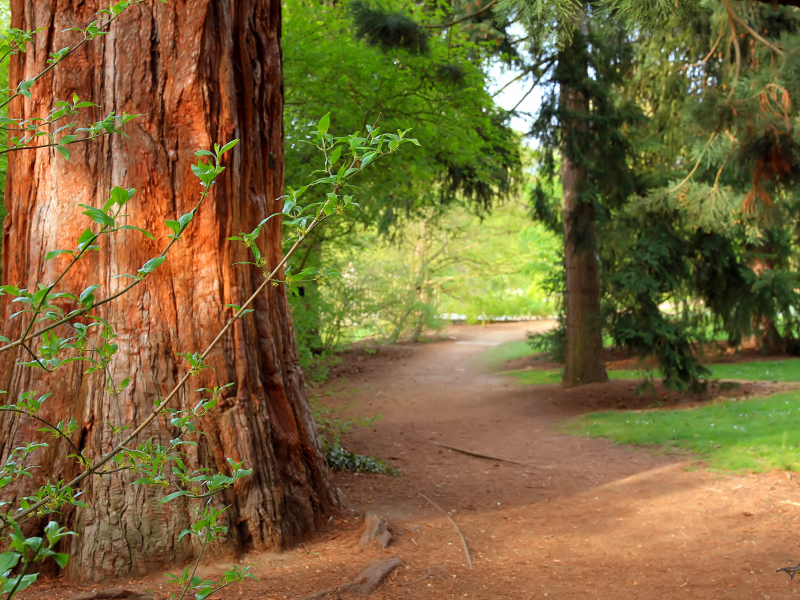 forest, природа, pine tree, summer, деревья, тропа, path, лес