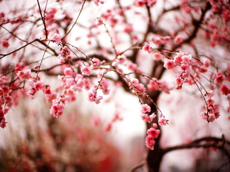 ветки, цветы, весна, сакура