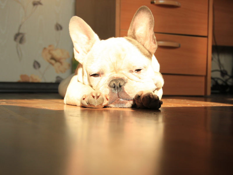 солнце, french bulldog, лежит, французский бульдог