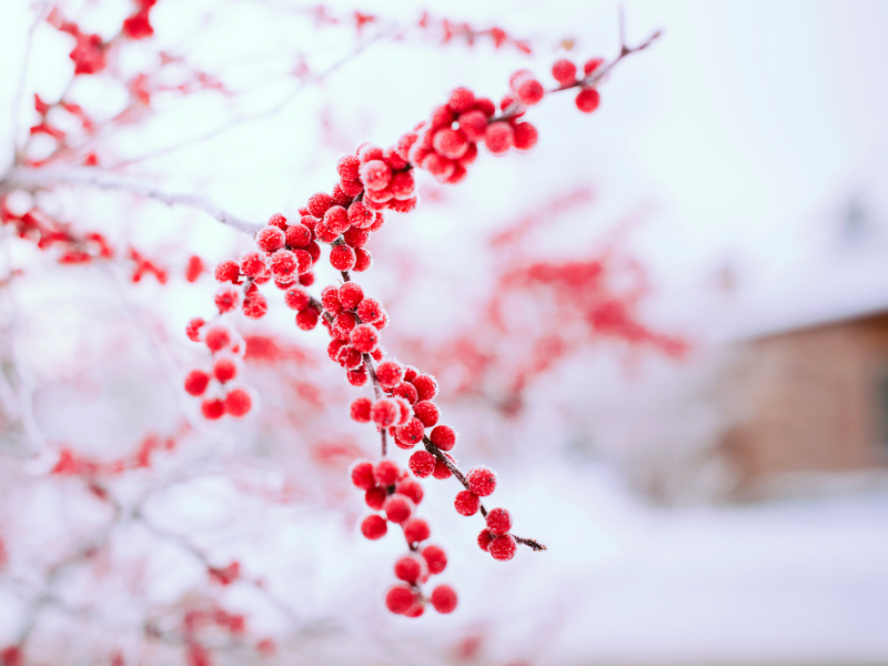 дерево, снег, природа, ягоды, ветка, красные, зима