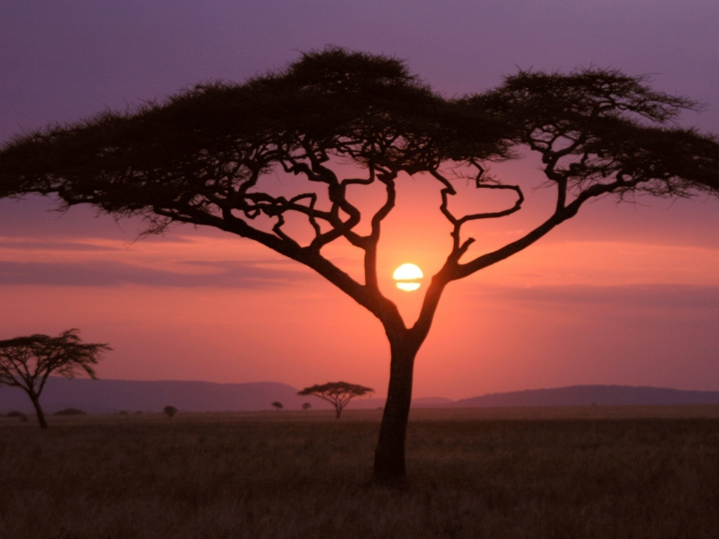 tree, sunset, fields, sky, purple