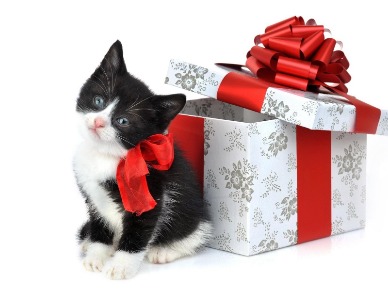 котёнок, коробка, ленты, праздник, подарок, белый фон