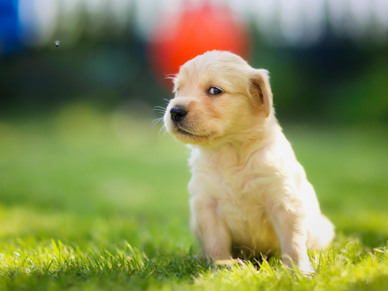 golden retriever, взгляд, мордашка, щенок, муха