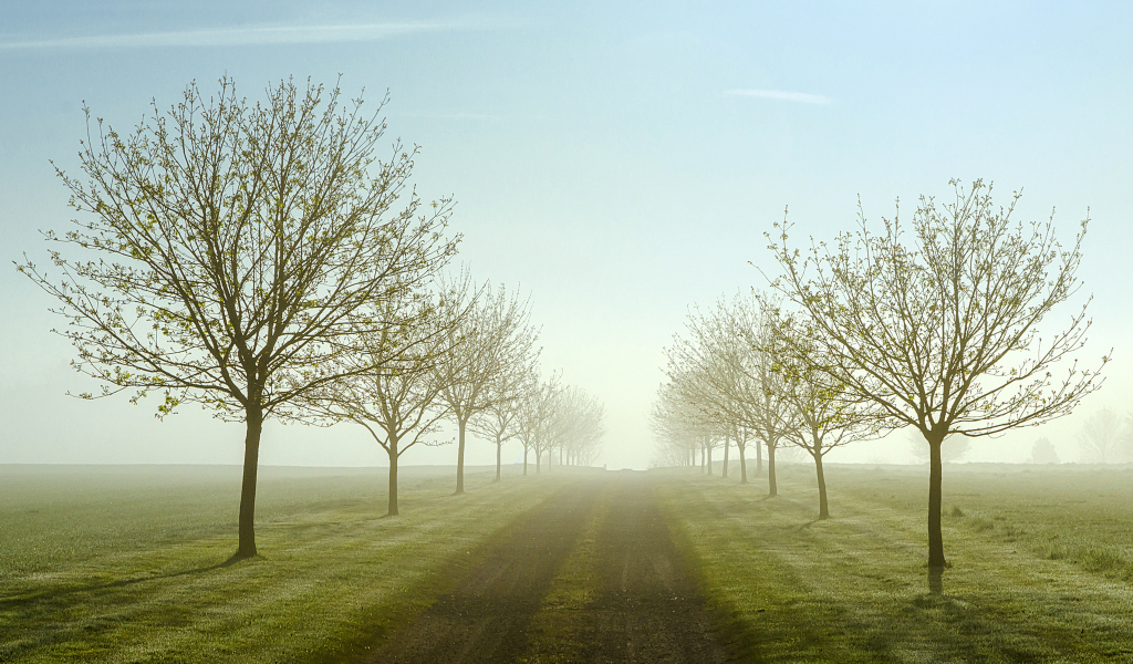 поля, утро, весна, деревья, туман, дорога