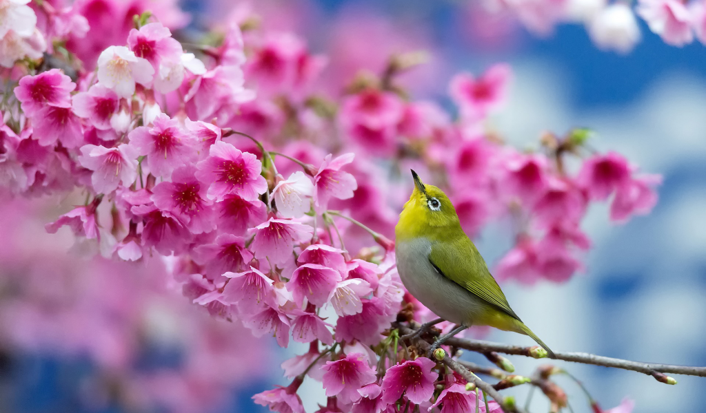 весна, вишня, японский белый глаз, сакура, цветы, птица