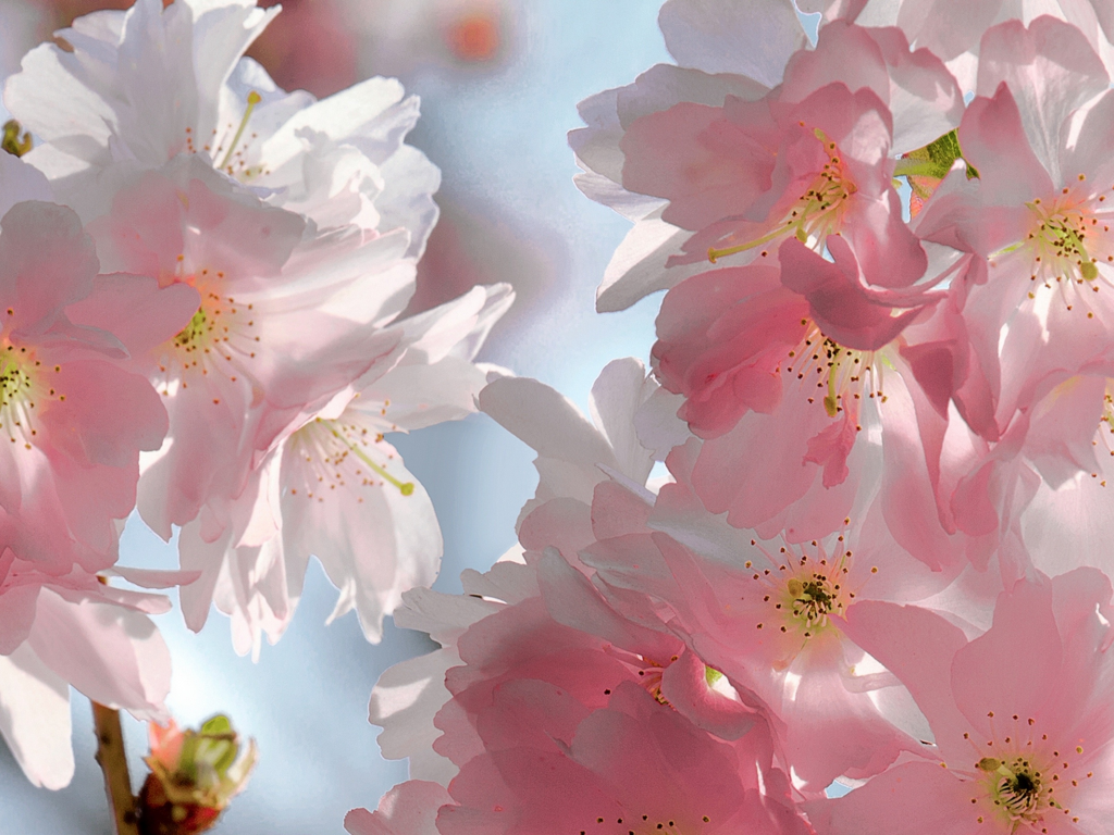 beauty, весна, pink, blossoms, tender, cherry, sky, spring, petals, sakura, flowers