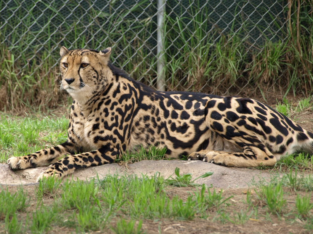 гепард, кошка, королевский гепард