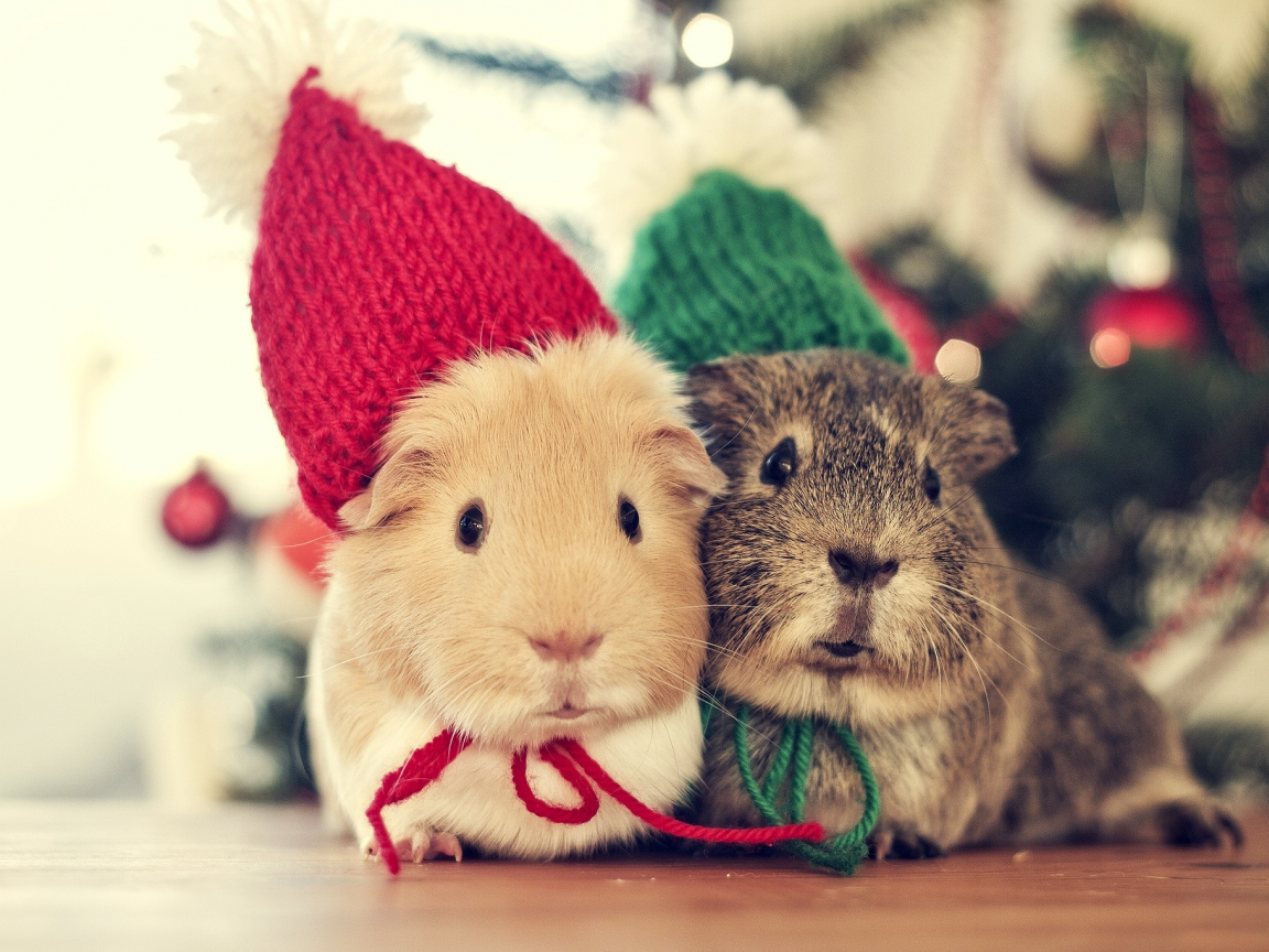 bokeh, боке, новый год, animals, sweet, christmas, cute, дерево