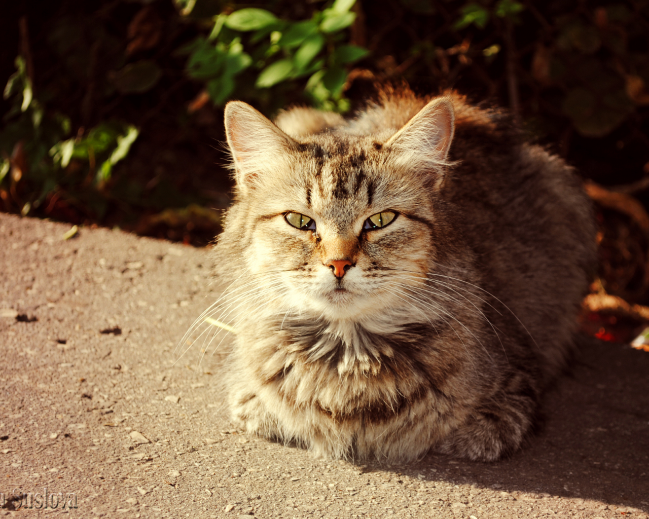 солнечный кот, осень, кошки, кот