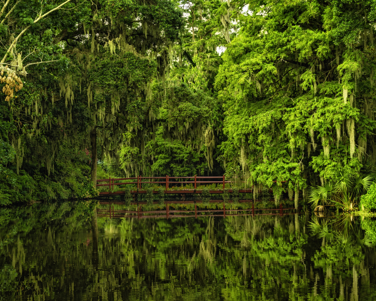 charleston, чарлстон, magnolia gardens, сады магнолий, south carolina