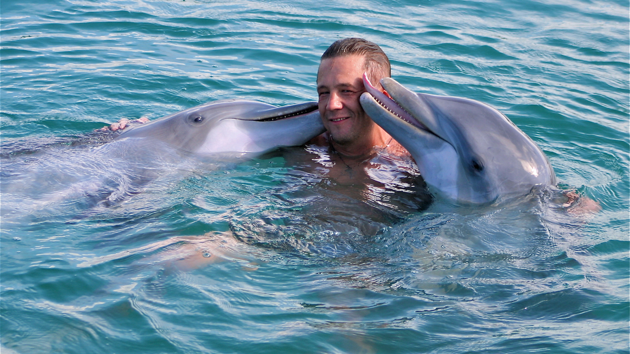 дельфинарий, мужчина, дельфины, дружба