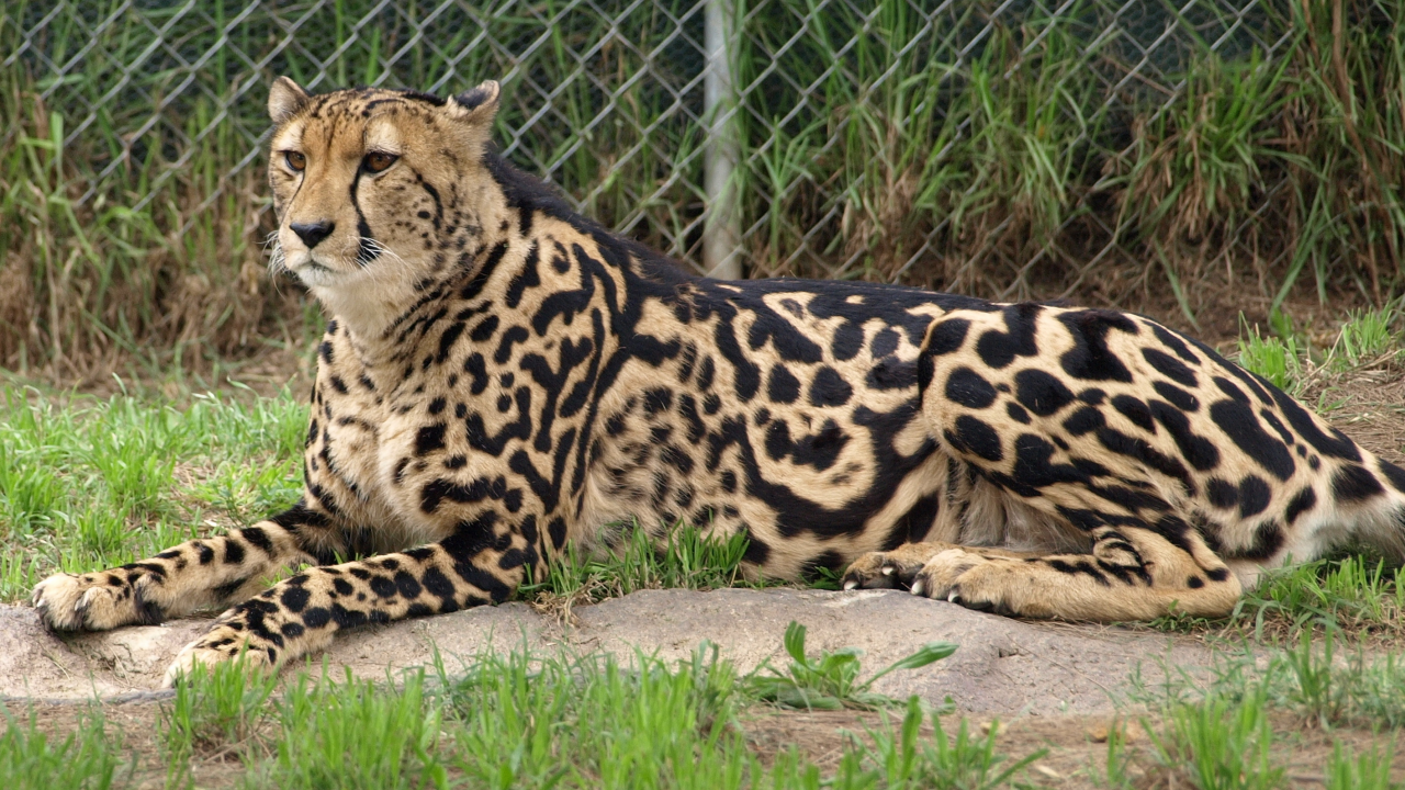 гепард, кошка, королевский гепард