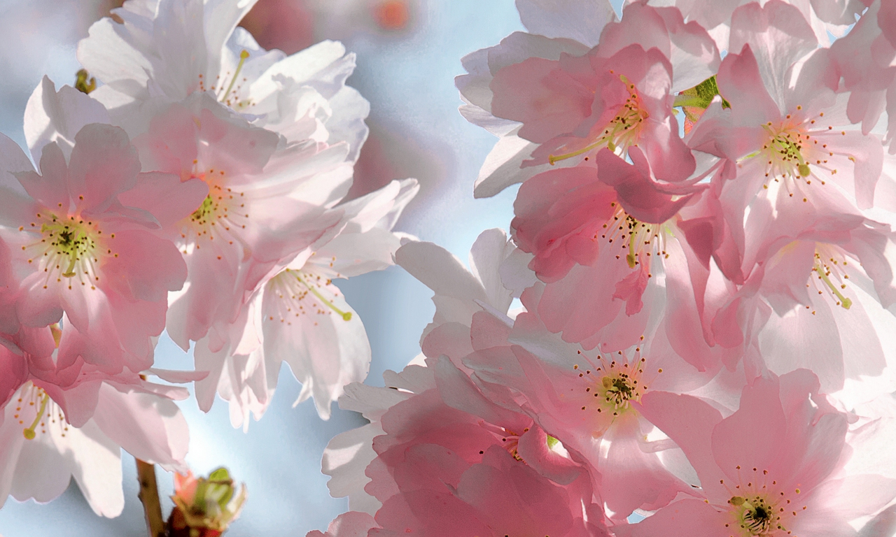 beauty, весна, pink, blossoms, tender, cherry, sky, spring, petals, sakura, flowers