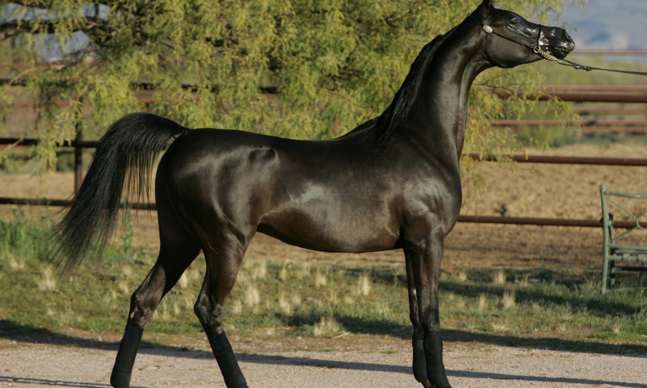 конь, арабская лошадь, жеребец