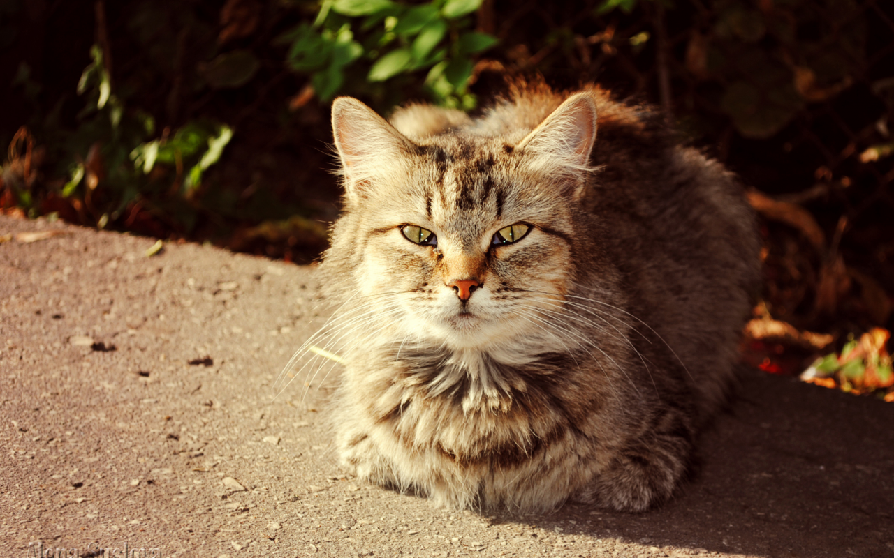 солнечный кот, осень, кошки, кот