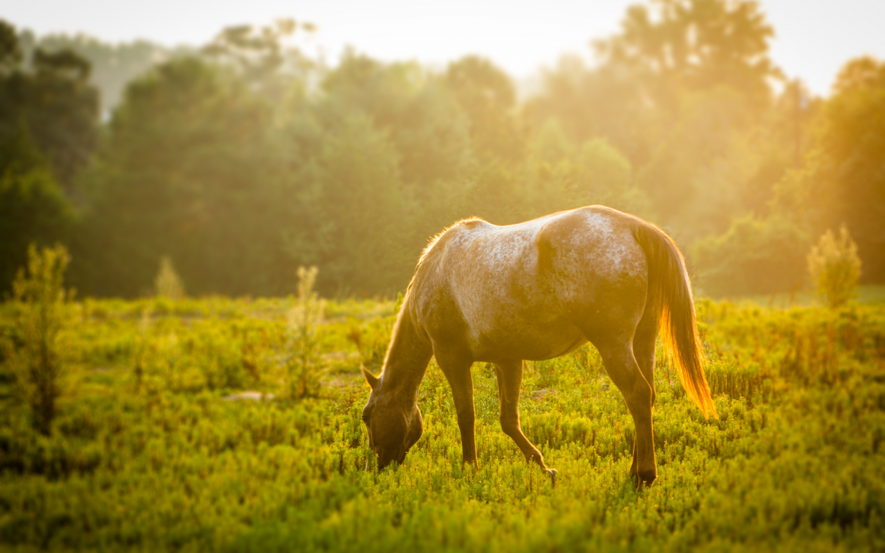 солнце, трава, конь, лошадь, зелень, животные, луг