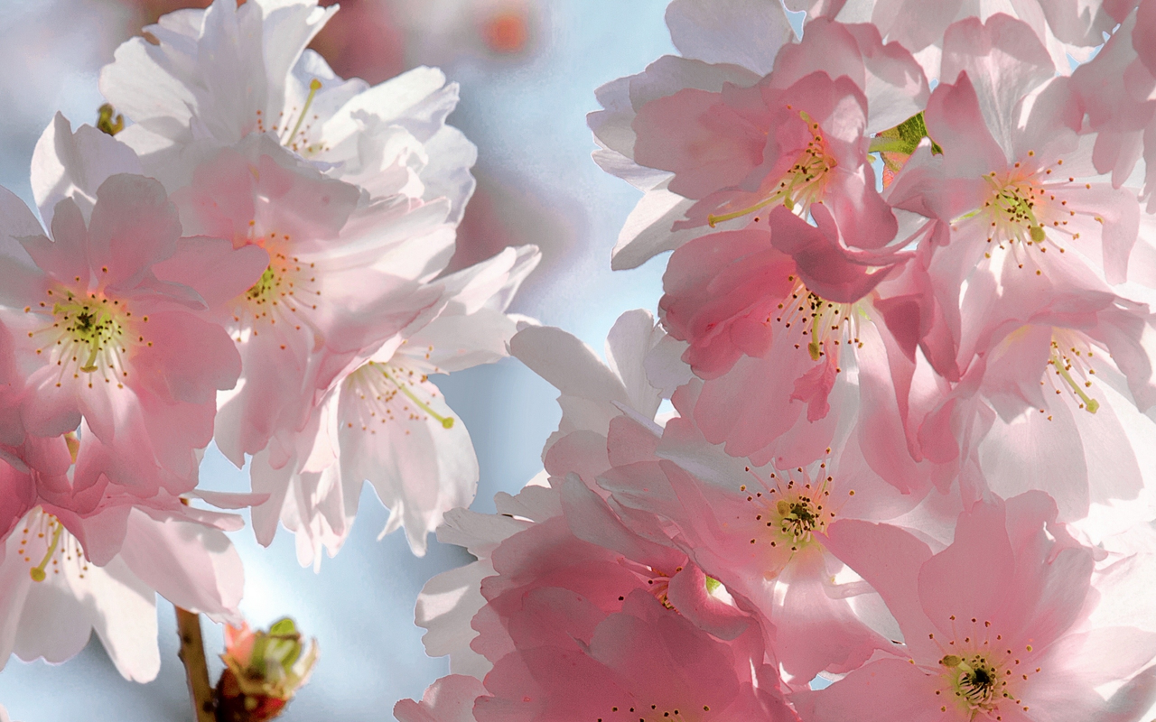 beauty, весна, pink, blossoms, tender, cherry, sky, spring, petals, sakura, flowers