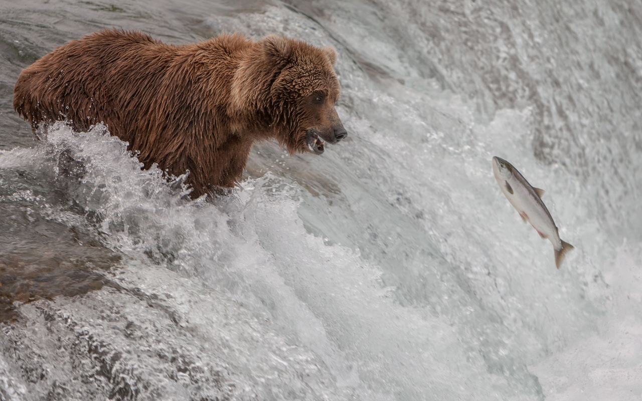 рыба, поток, медведь, река