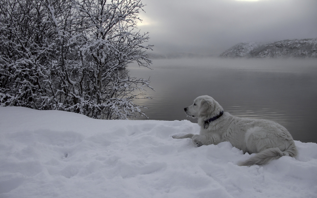 друг, река, снег, собака