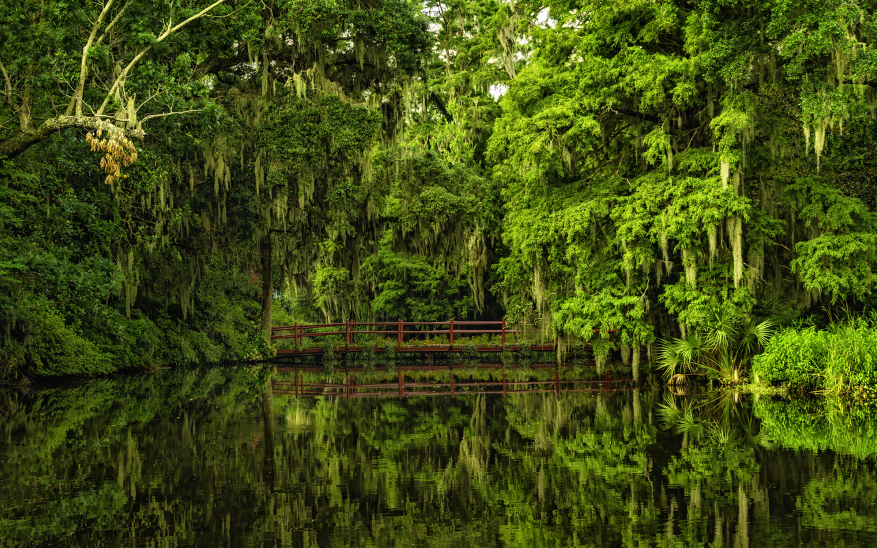 charleston, чарлстон, magnolia gardens, сады магнолий, south carolina