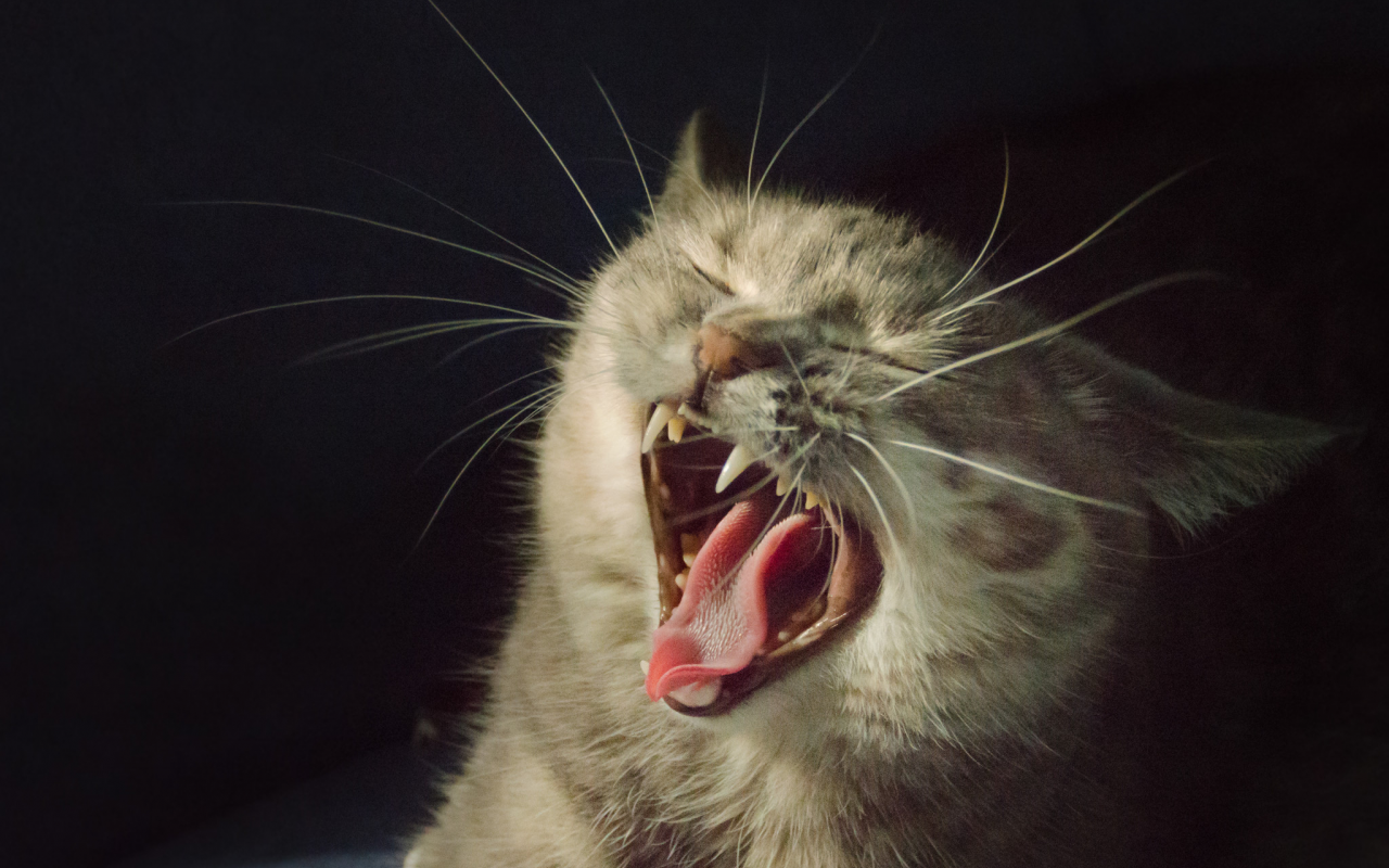 кошка, зевает, жмурится