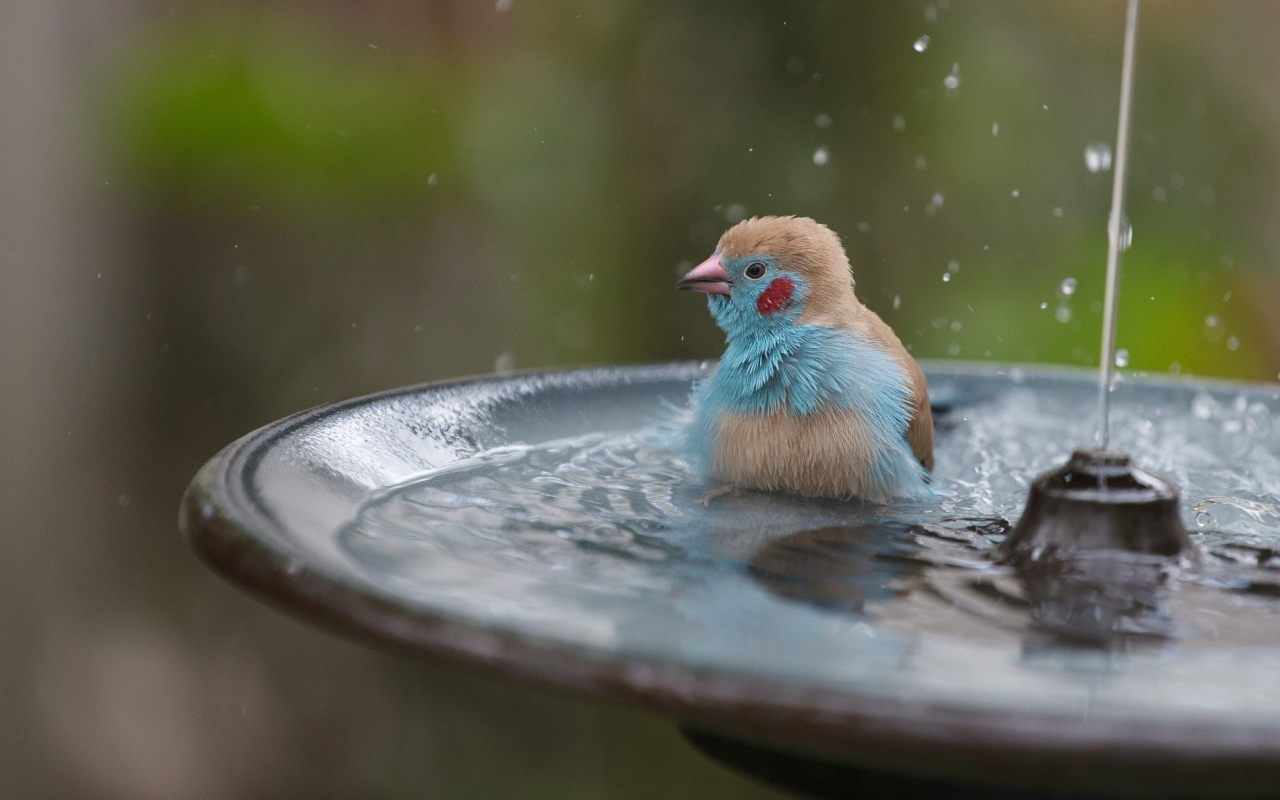 птичка, фонтан, вода, брызги, купается