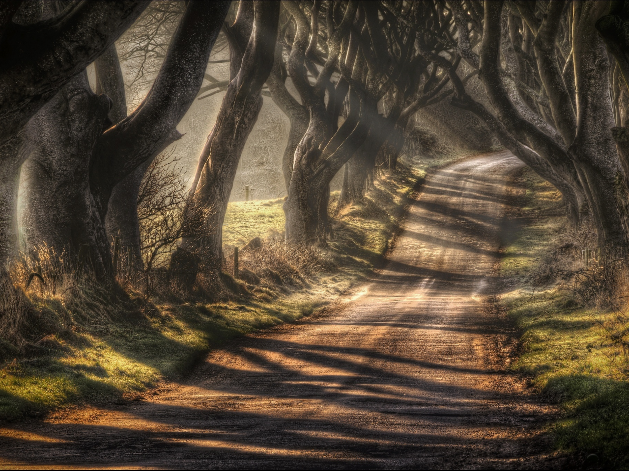 Северная Ирландия, графство Антрим, Баллимони, дорога Bregagh Road, Темная аллея, деревья, осень