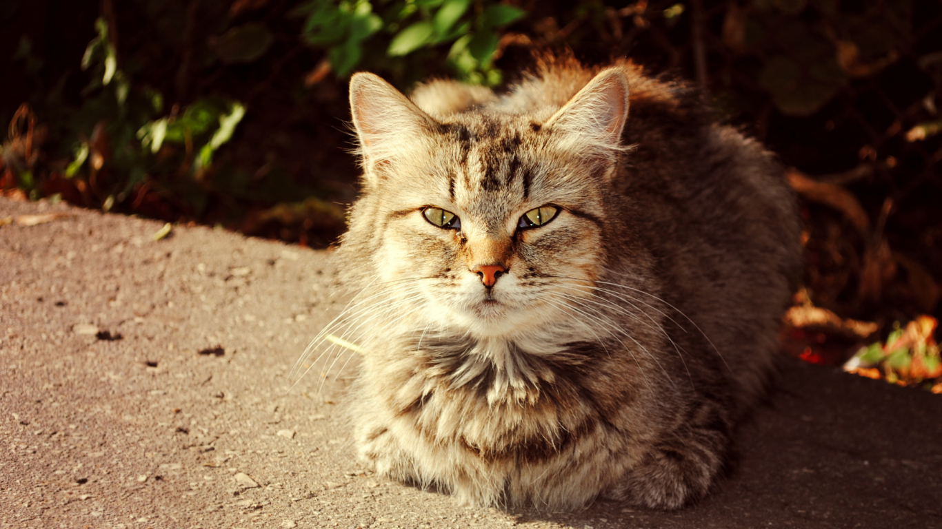 солнечный кот, осень, кошки, кот