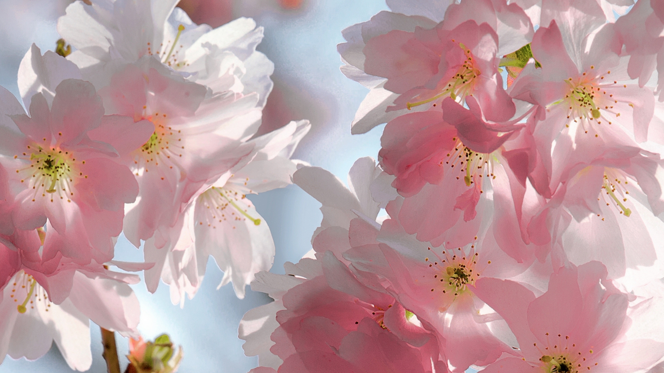 beauty, весна, pink, blossoms, tender, cherry, sky, spring, petals, sakura, flowers