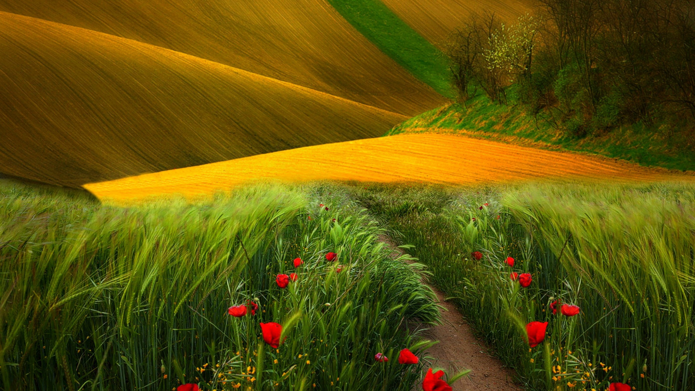 view, landscape, flowers, scenery, trees, field, nature, path, поле, colors, grass, poppies