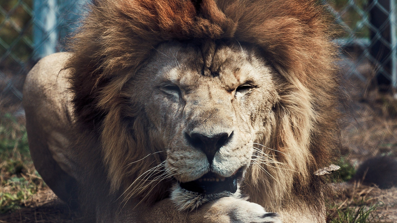 львы, дикие кошки, лев, хищники, царь зверей, животные