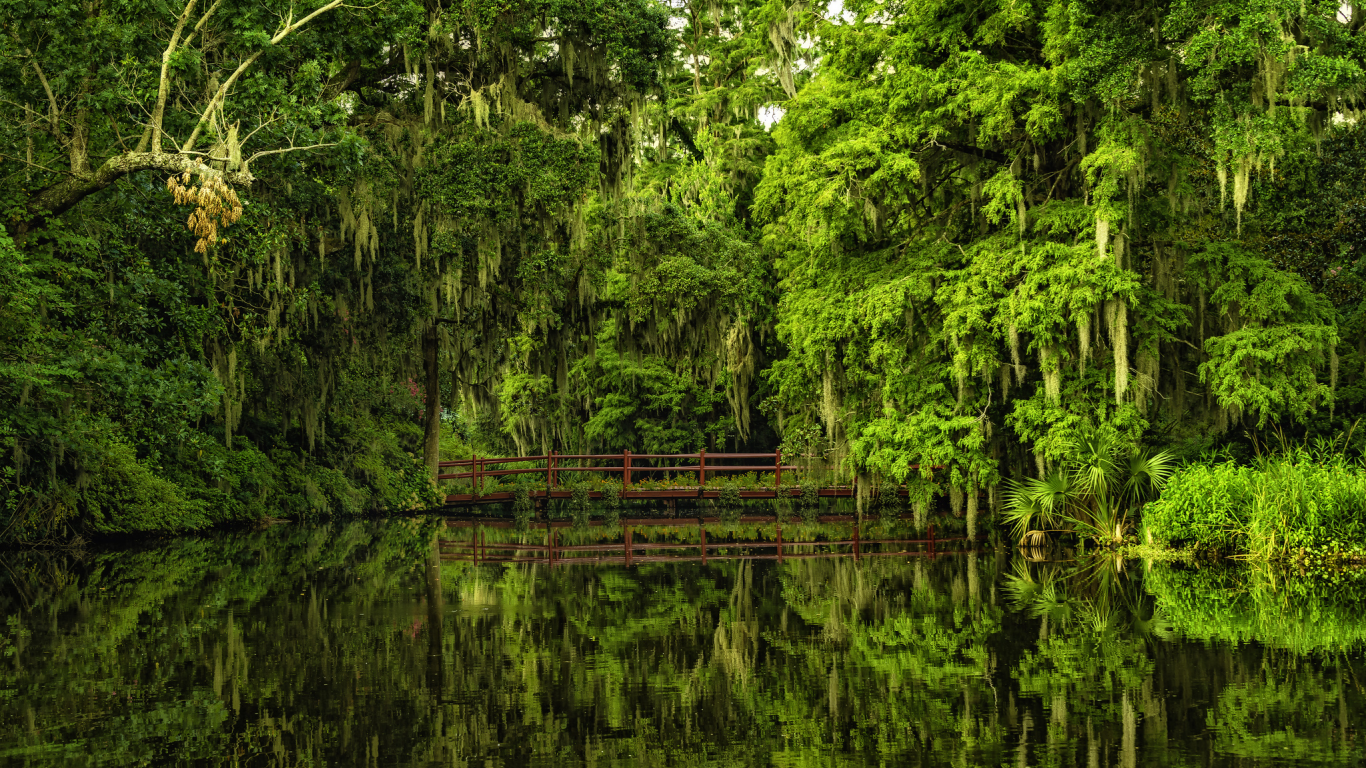 charleston, чарлстон, magnolia gardens, сады магнолий, south carolina