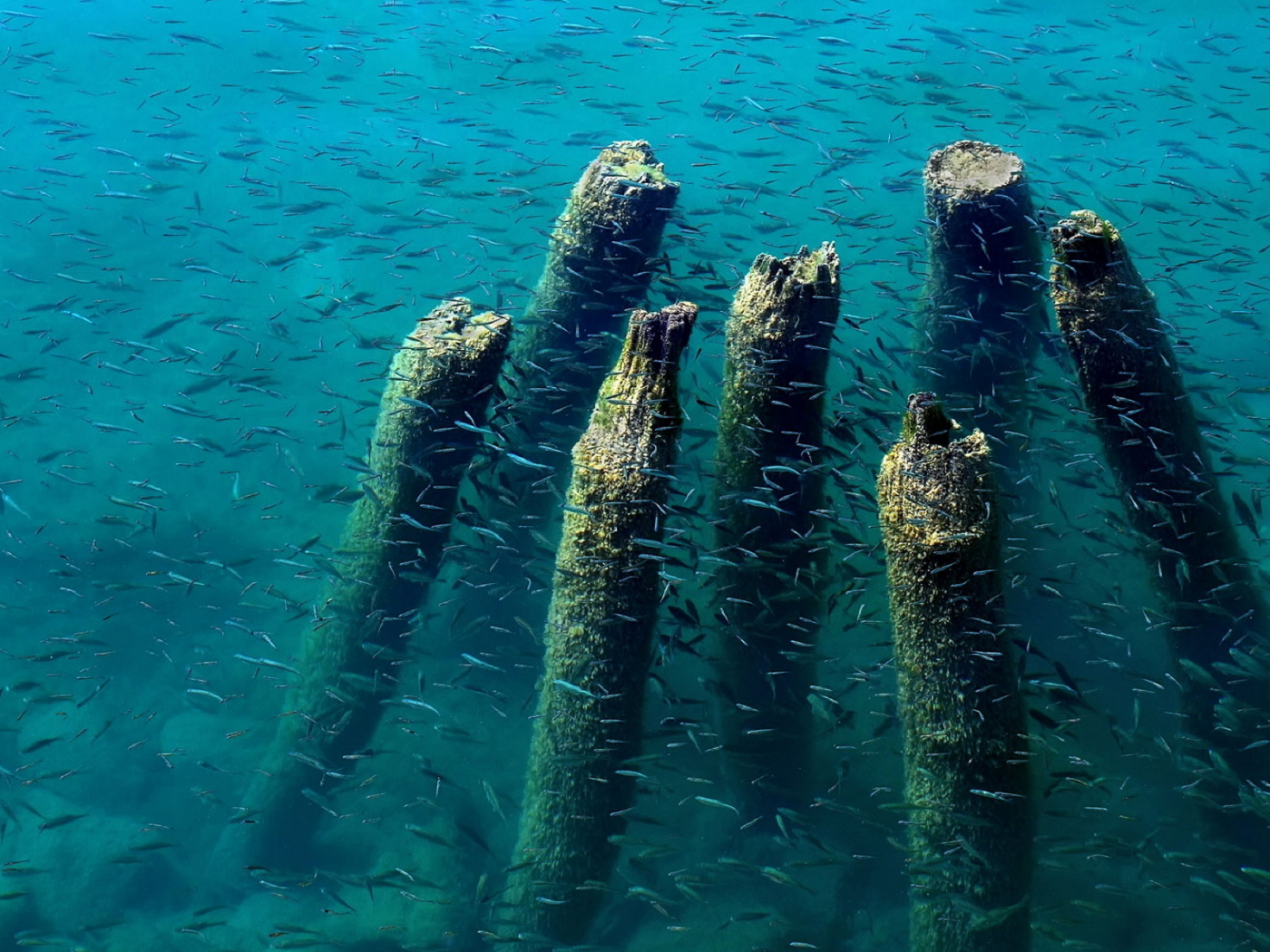 dock, wood, remains, water, fish, blue, ohrid, lake