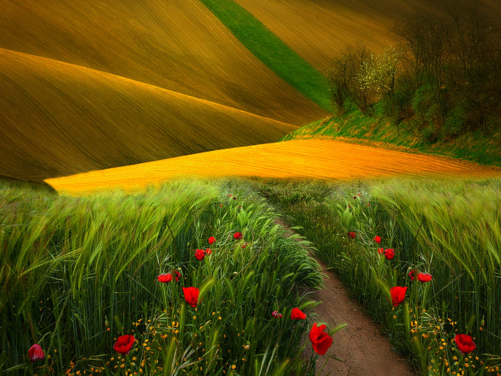 view, landscape, flowers, scenery, trees, field, nature, path, поле, colors, grass, poppies