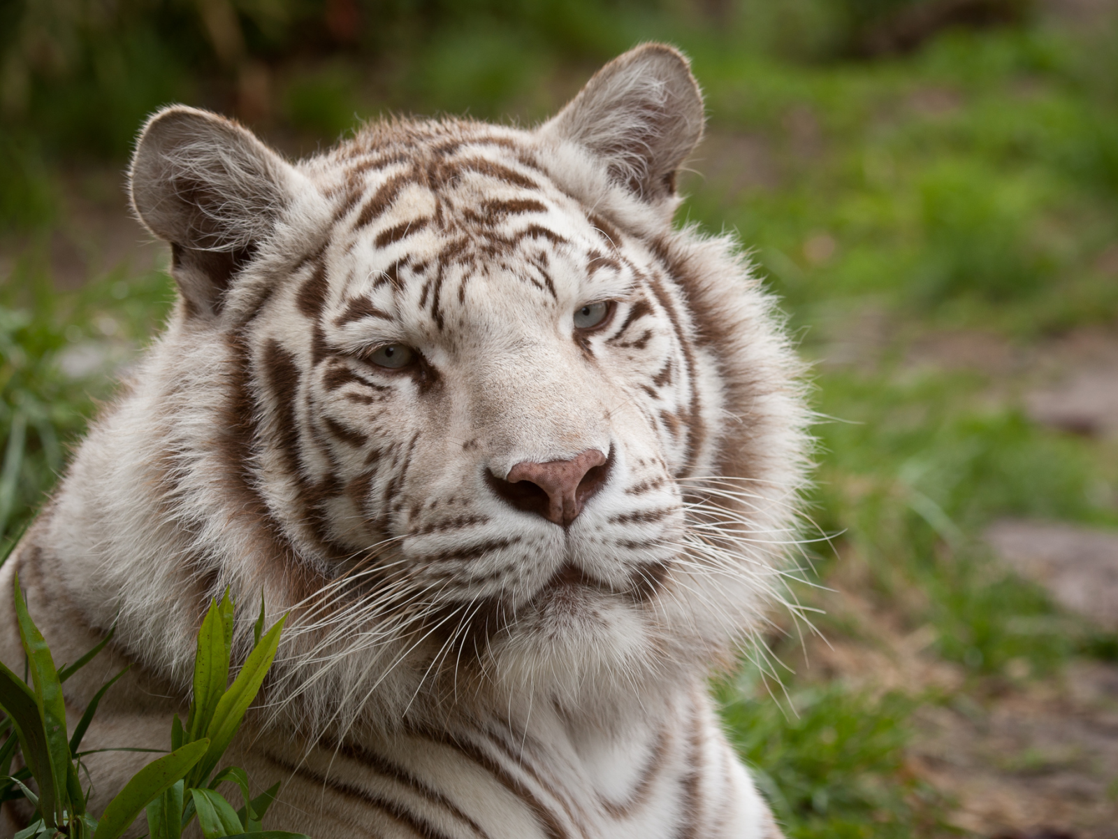 белый тигр, морда, кошка, портрет