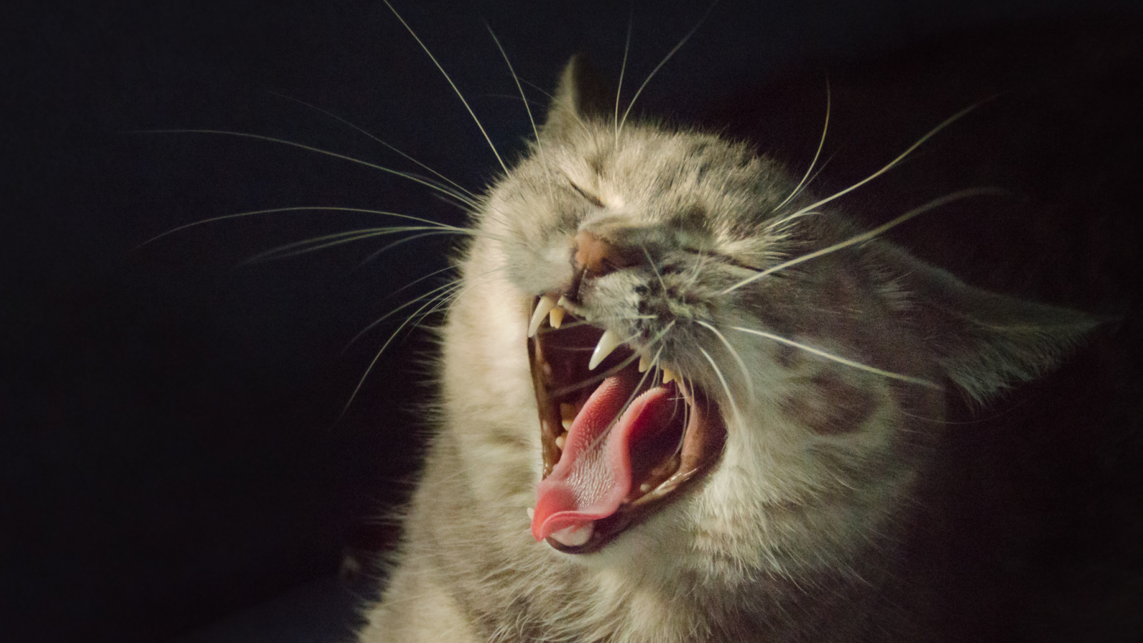 кошка, зевает, жмурится