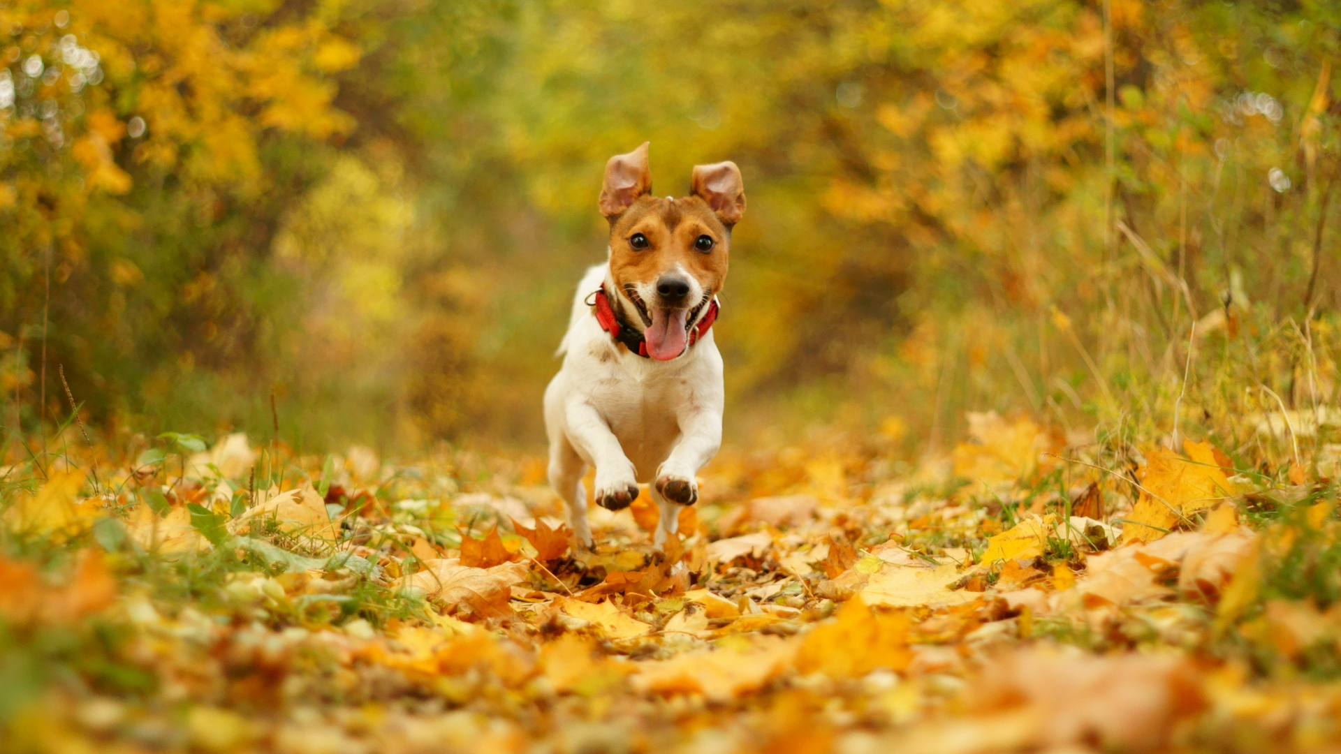 природа, радость, скорость, осень, пасть, собака, бег
