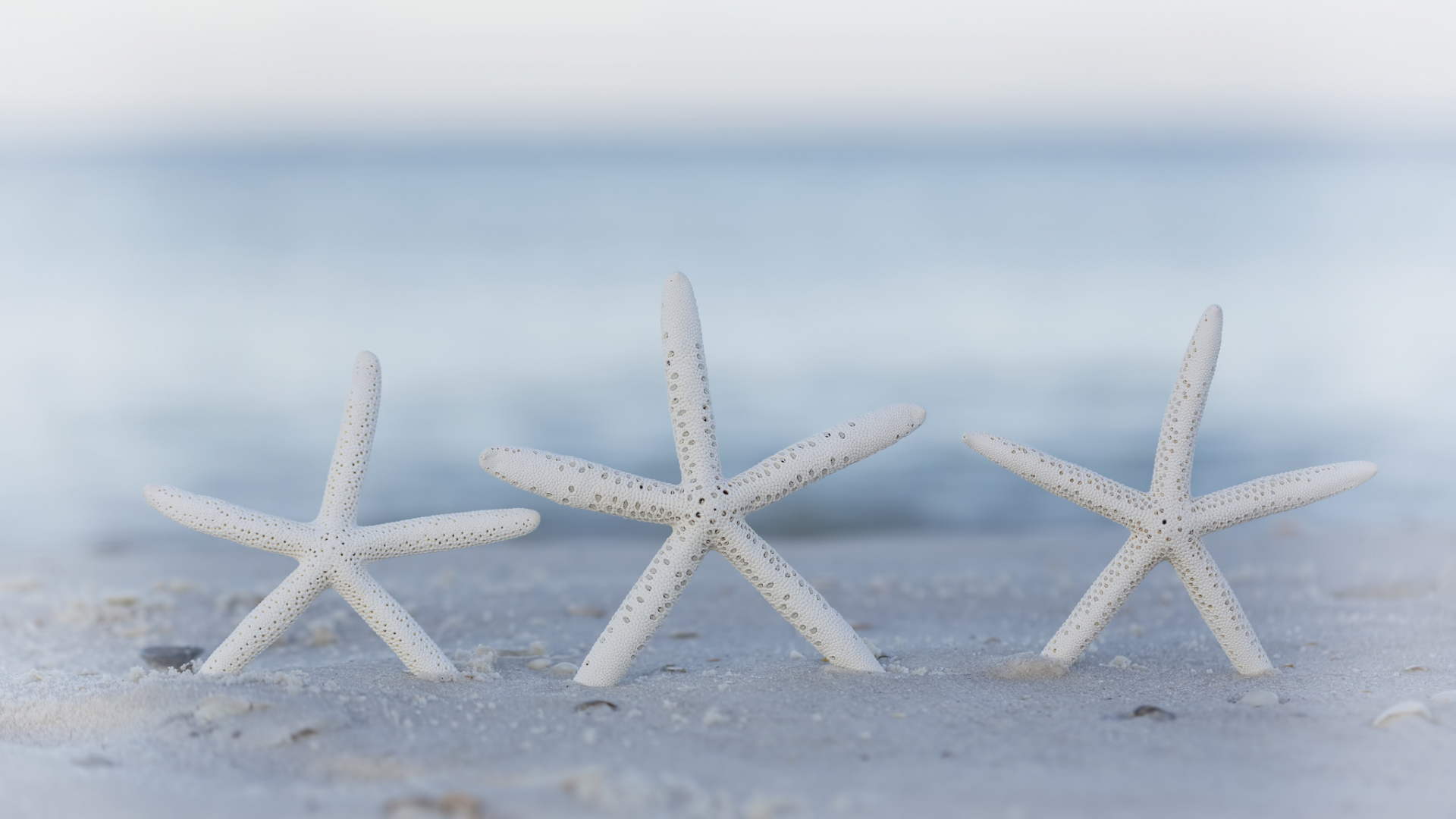 морские звезды, боке, песок, пляж