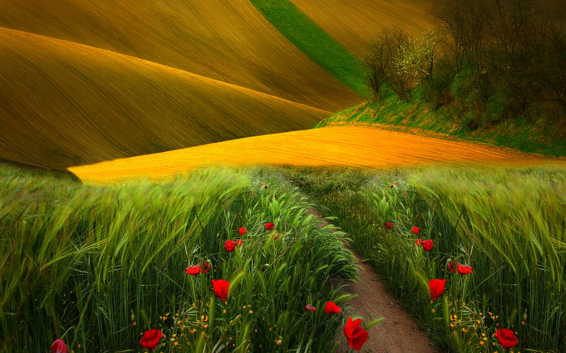 view, landscape, flowers, scenery, trees, field, nature, path, поле, colors, grass, poppies