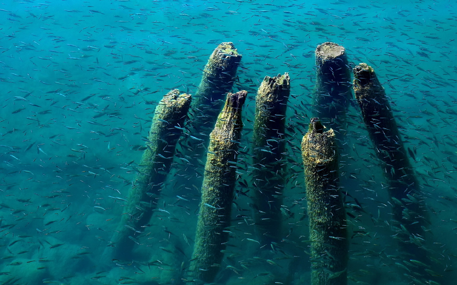 dock, wood, remains, water, fish, blue, ohrid, lake